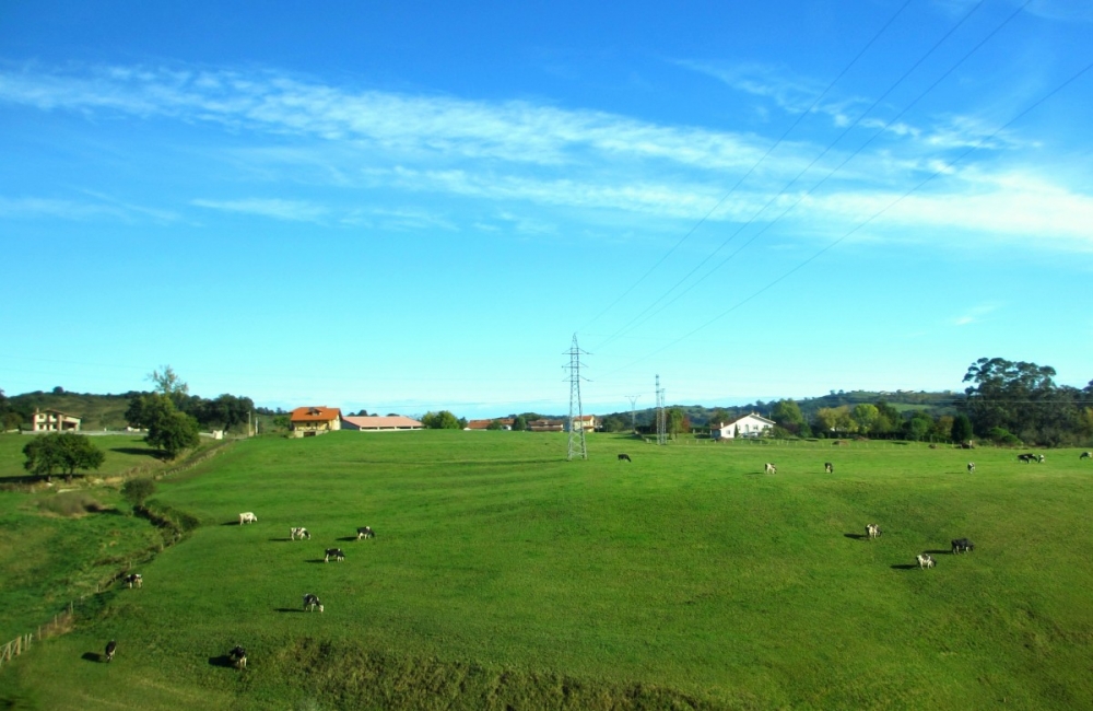 Asturias-Spain-landscape-cows
