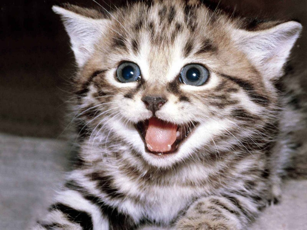 Goal: to feel as excited as this kitten look. OK, maybe not quite that much. (Image retrived via FanPop)