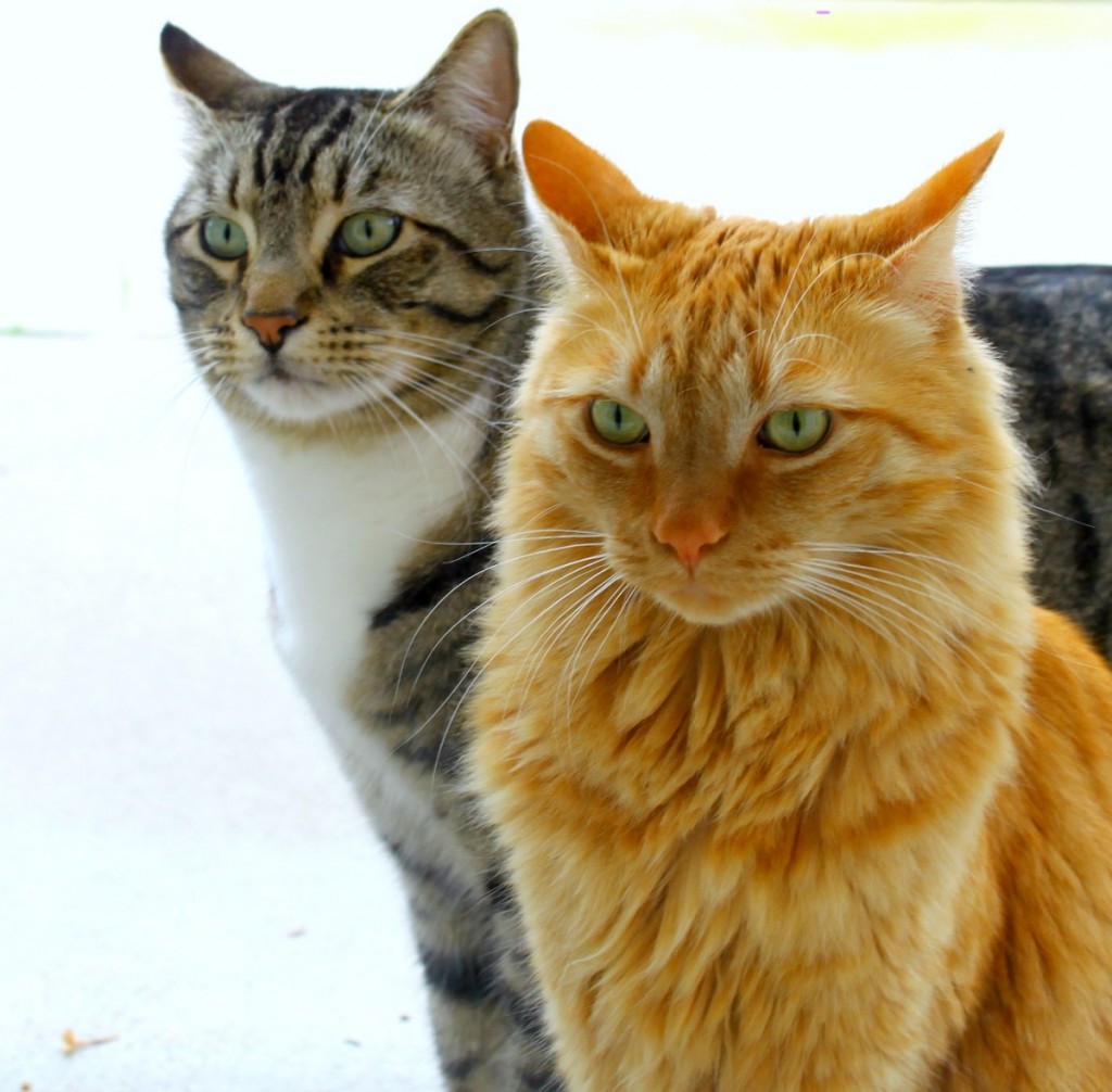 learning-spanish-with-fun-cat-expressions-barcelona-blonde