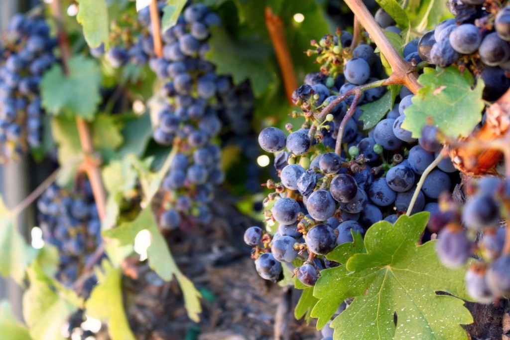 wilson-creek-winery-grapes-temecula-california