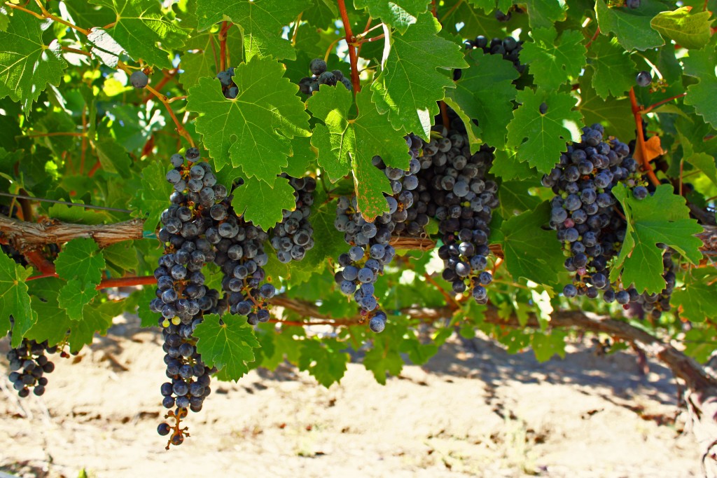 wilson-creek-winery-vineyard-california