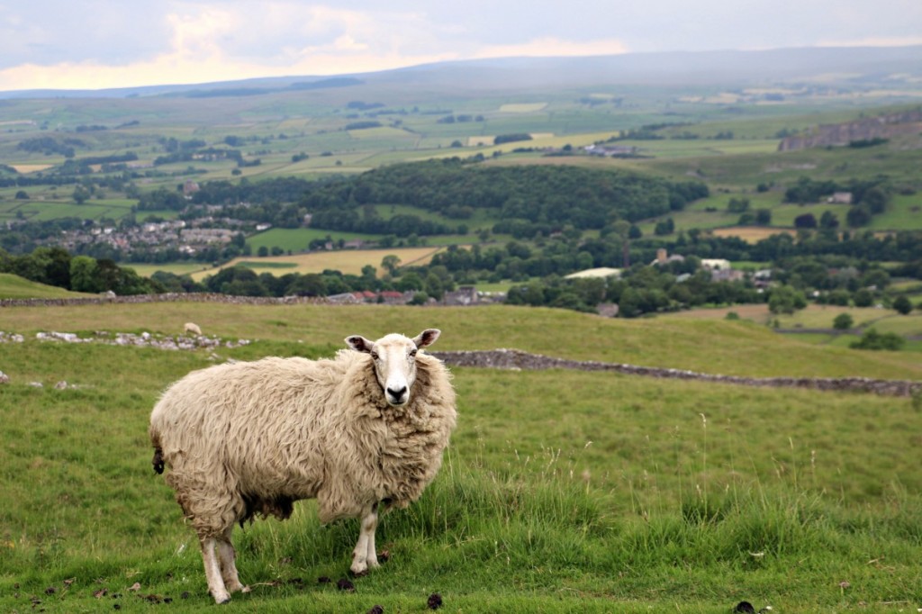 yorkshire-sheep