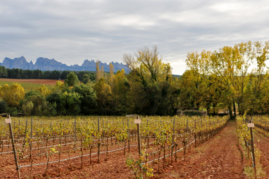 oller-del-mas-winery-views